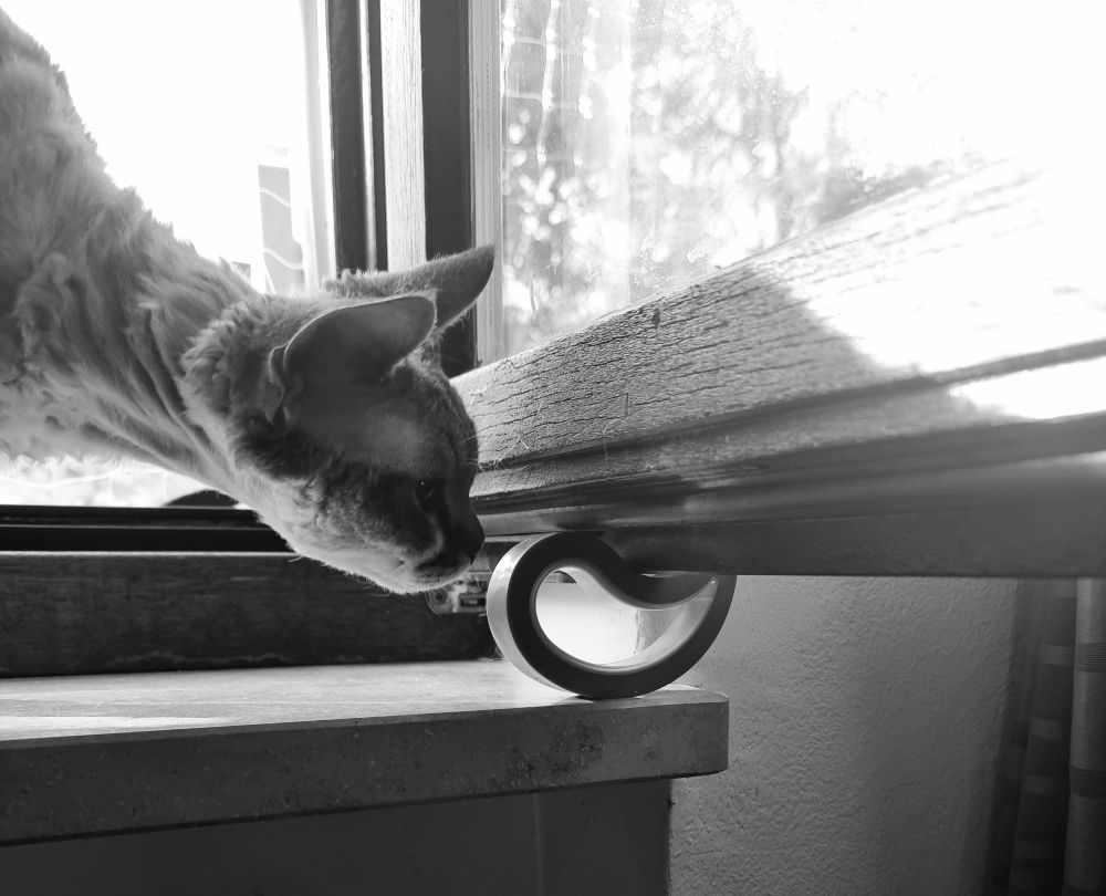Black and white photo of the head of a devon rex cat sniffing a window stopper that is holding a window open