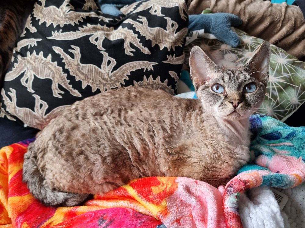 A blue eyed lynx point devon rex cat stares haughtily from his perch upon his brightly colored fluffy throne. He is in loaf pose with his paws and tail tucked. Behind him are some funky pillows, one looks like a spiky cactus and the other has stegosaurus skeletons tesselated on a back background.