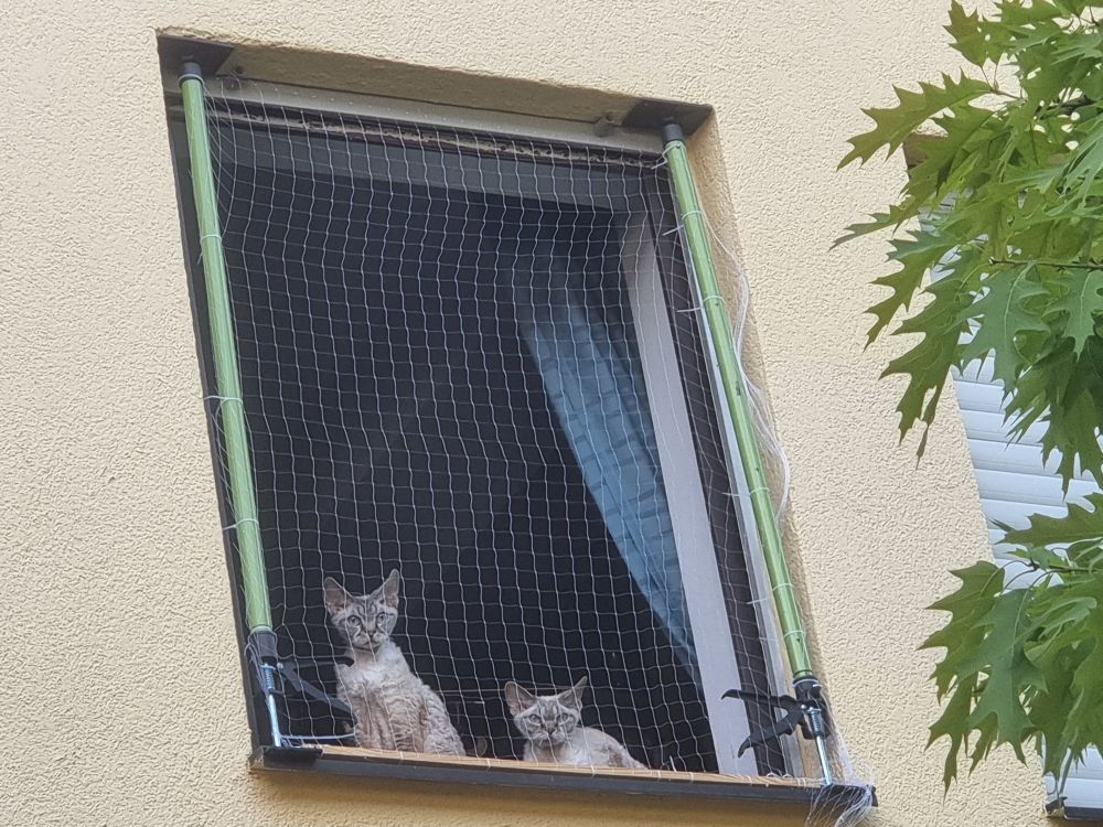 Two lynx point devon rex cats sit in a window, as seen from outside. Four nearly identical photos with them looking in various directions, the one on the left is constantly suprised, whereas the one on the right appears to be glaring.