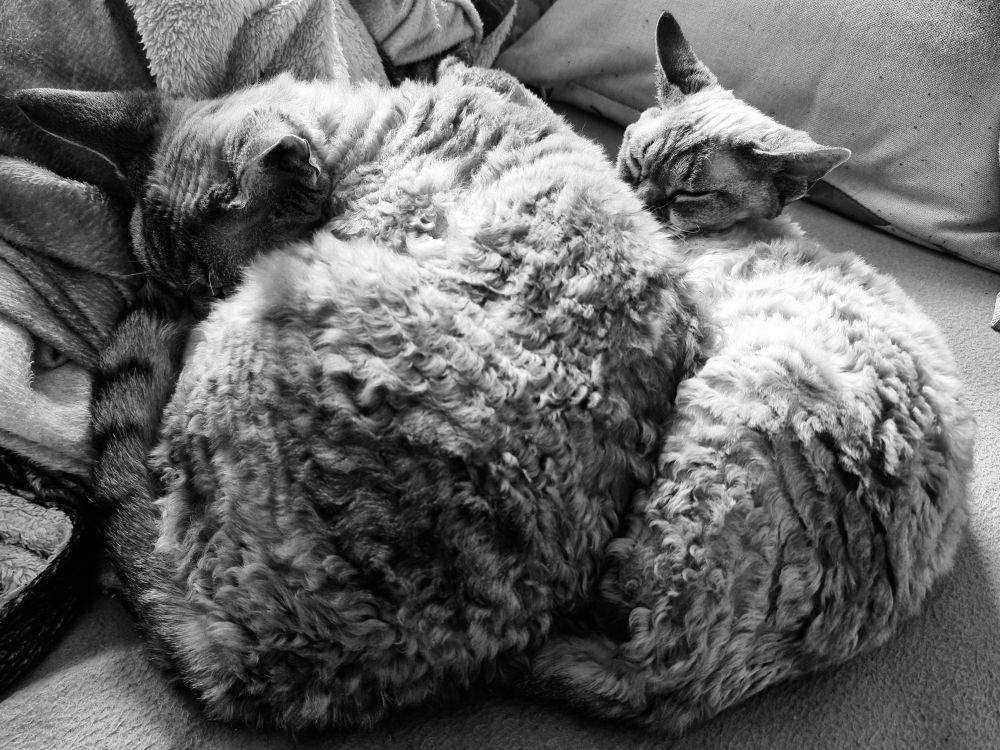 A black and white photo of two lynx point devon rex cats sleeping on a couch. The one on the left, who looks comfortable, is squishing the one on the right, who looks rather annoyed. 