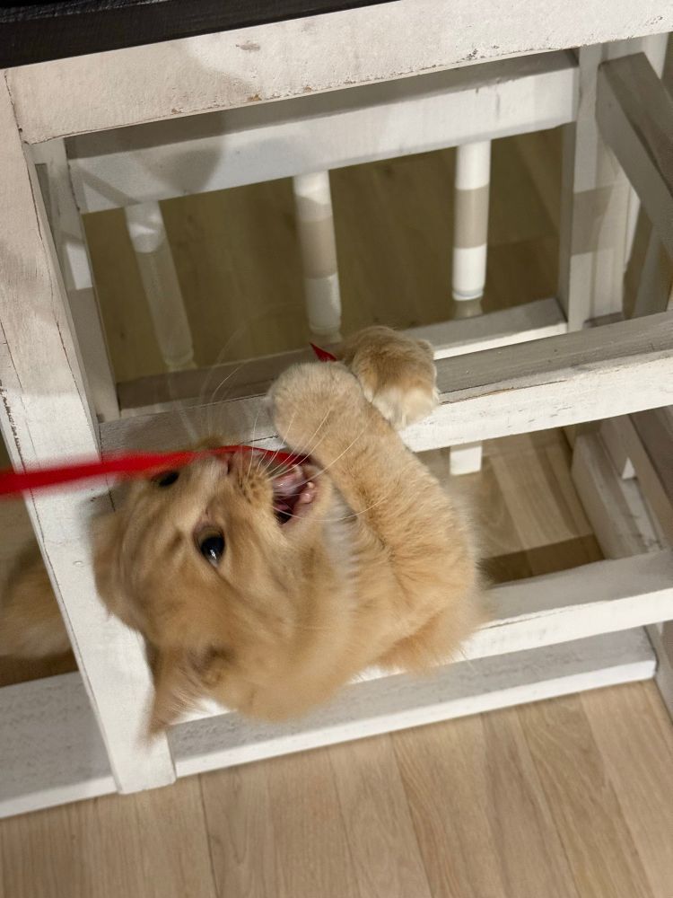 Orange cat biting string