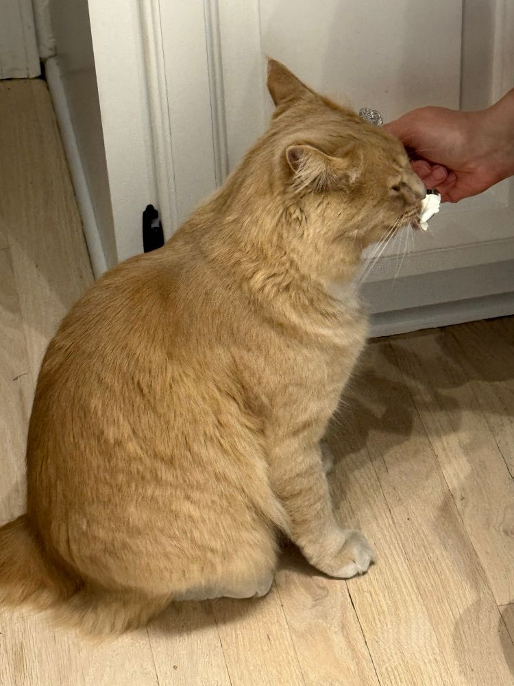 Orange cat eating sour cream from a spoon