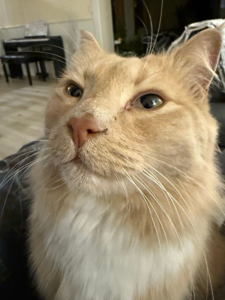 Headshot of an orange cat