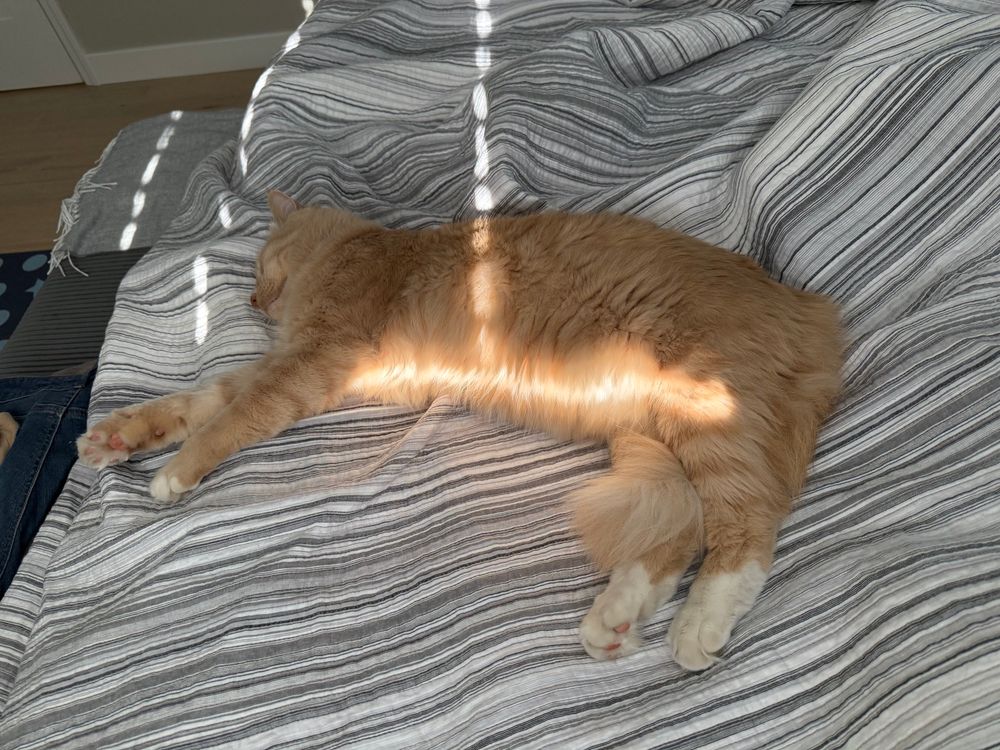Cat with bright sun beam across his belly 