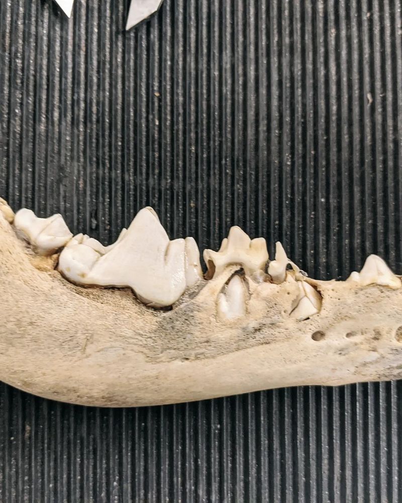 The jaw of a large wolf with some of the bone worn away to show the adult teeth underneath the deciduous premolars.