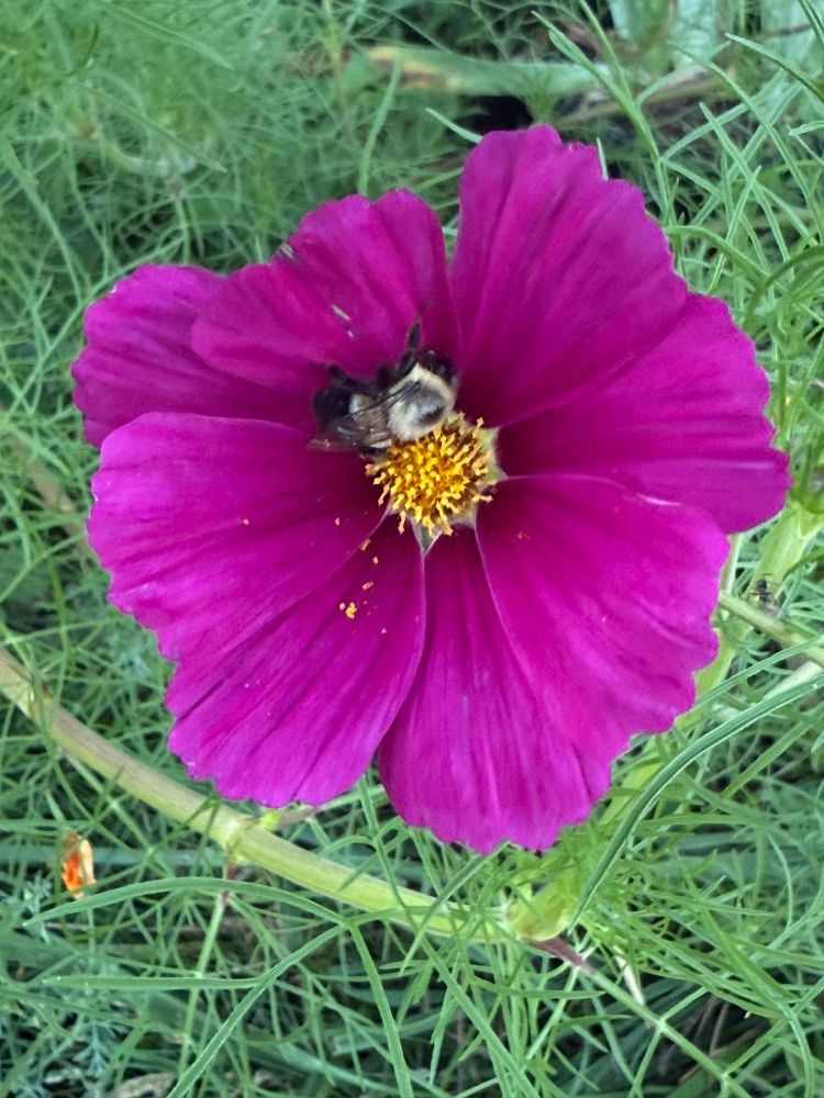 Bumblebee sleeping in a hot pink cosmos flower with green foliage background.