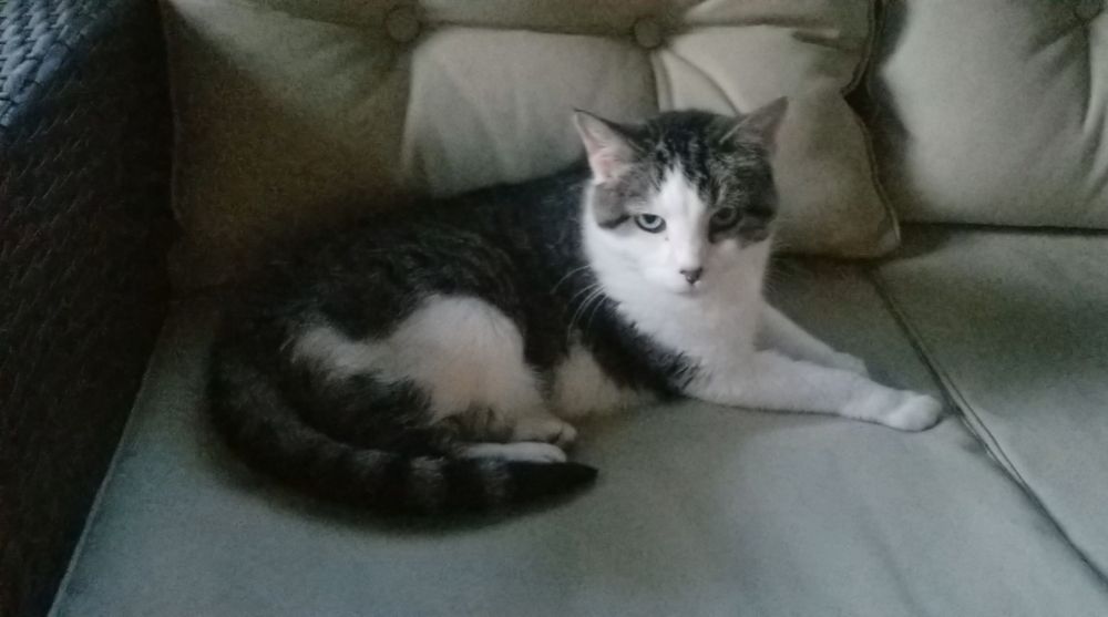 Brown and white tabby cat staring into the camera, annoyed at having been woken from her nap on a cream-colored cushioned wicker sofa.
