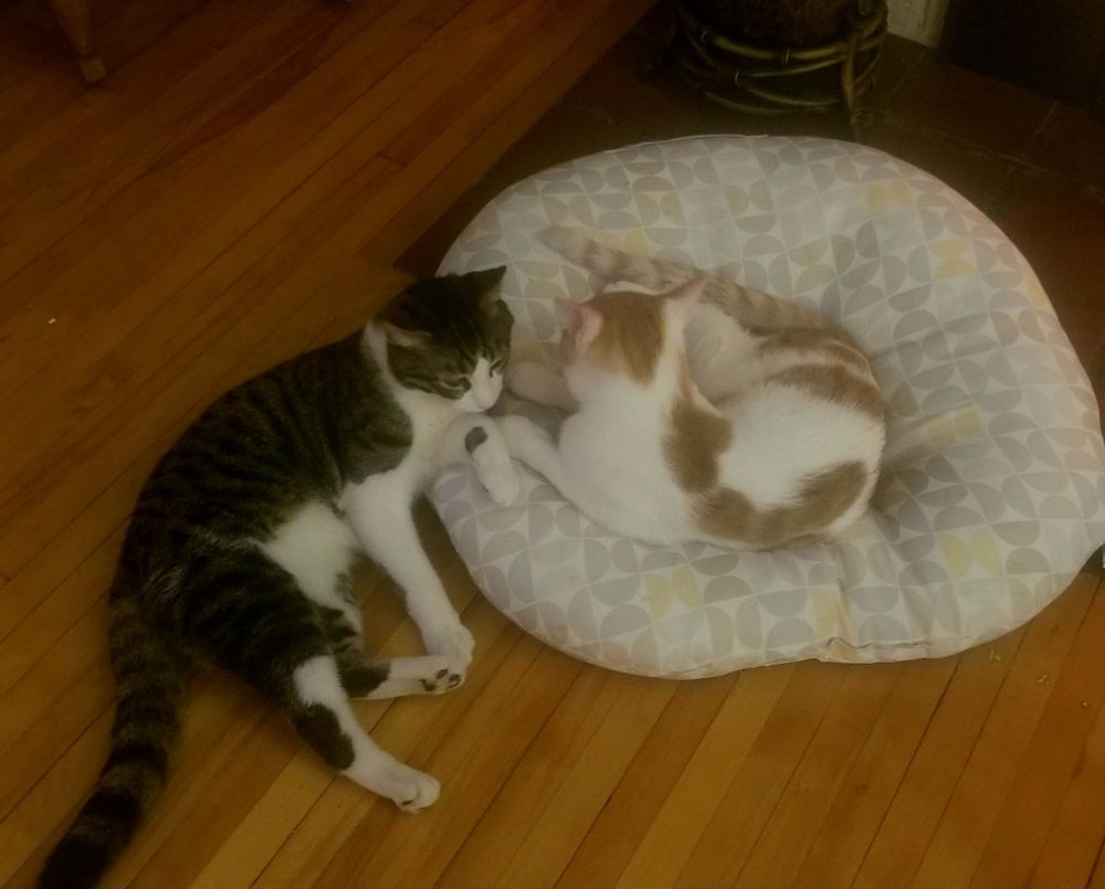 Orange and white cat curled up on a patterned floor cushion, facing away from the camera, with a brown and white tabby cat lounging nearby.