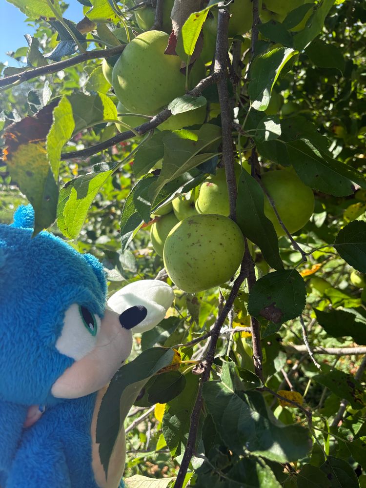 Sonic plush picking apples