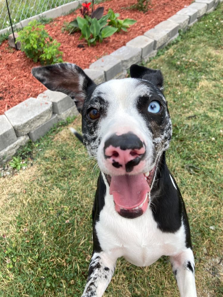 danny, a white and black dog with two different color eyes, jumping up so his ears are flying all over