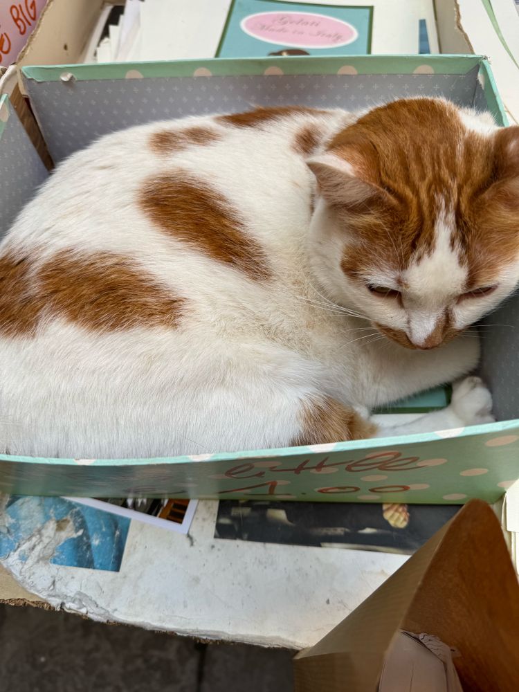 An orange and white cat curled up in a box
