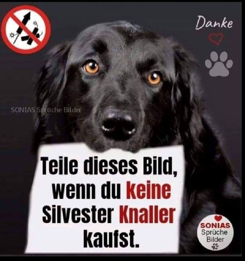 Generated Alttext: Teile dieses Bild, wenn du keine Silvester Knaller kaufst.
Danke
SONIAS Sprüche Bilder

Auf dem Bild ist der Kopf eines schwarzen Hundes mit braunen Augen zu sehen. Der Hund schaut direkt in die Kamera. Über dem Bild ist ein runder Aufkleber mit einem durchgestrichenen Feuerwerk und dem Wort "Nein". In der oberen rechten Ecke steht das Wort "Danke" mit einem roten Herz daneben. Unten rechts ist ein rundes Logo mit einem roten Herz und dem Text "SONIAS Sprüche Bilder". Im Hintergrund ist eine dunkelgraue Fläche.