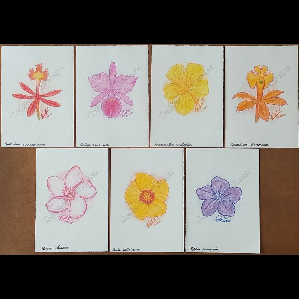 Epidendrum cinnabarinum / Cattleya labiata rubra / Handroanthus serratifolius / Epidendrum flammeum /
Nerium oleander / Sida galheirensis / Ruellia paniculata