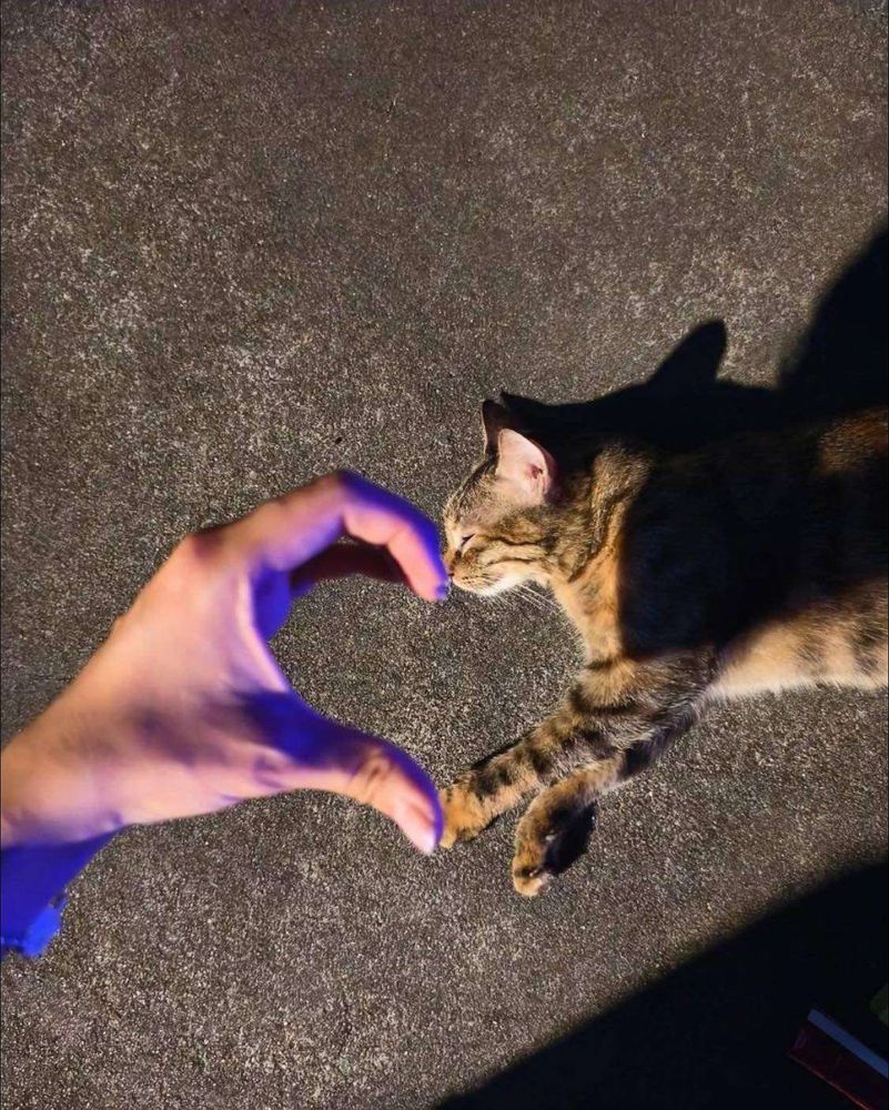 Foto de cima da mão de uma pessoa fazendo o gesto de meio coração e completando o coração com o focinho e as patinhas da frente de um gatinho cinza rajado deitado de lado no chão