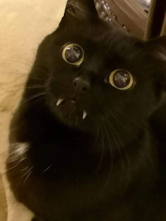 Rositnho de um gato preto com os olhos bem redondinhos e os caninos pra fora da boca parecendo um vampiro