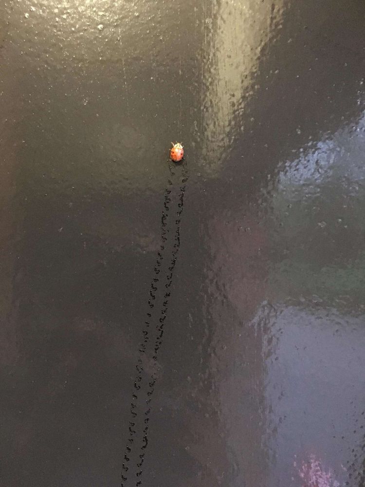 Joaninha vermelha andando sobre uma superfície preta úmida deixando ptrás um rastro de pegadinhas