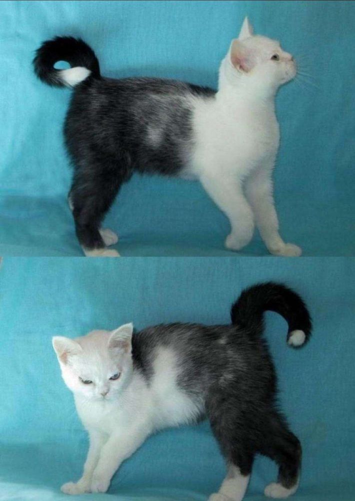 Imagem composta por duas fotos. 1 Gatinho com a metade da frente do corpinho branca e a maetade de baixo cinza escura parecendo que está de calça de lado pra foto olhando pra cima. 2 O mesmo gatinho, agora virado para o outro lado e olhando pra foto com carinha brava.