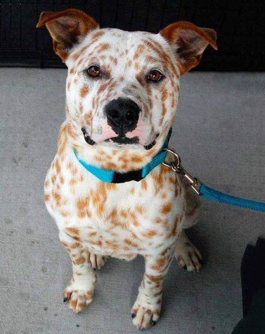 Foto de cima pra baixo de um cachorrinho branco cheio de pintinhas laranjas parecendo sardas sentado no chão de frente pra foto usando coleira e guia azul olhando pra cima pra foto todo lindo e pomposo