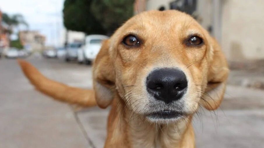 rostinho de um viralata caramelo no meio da rua olhando pra foto com cara de julgamento
