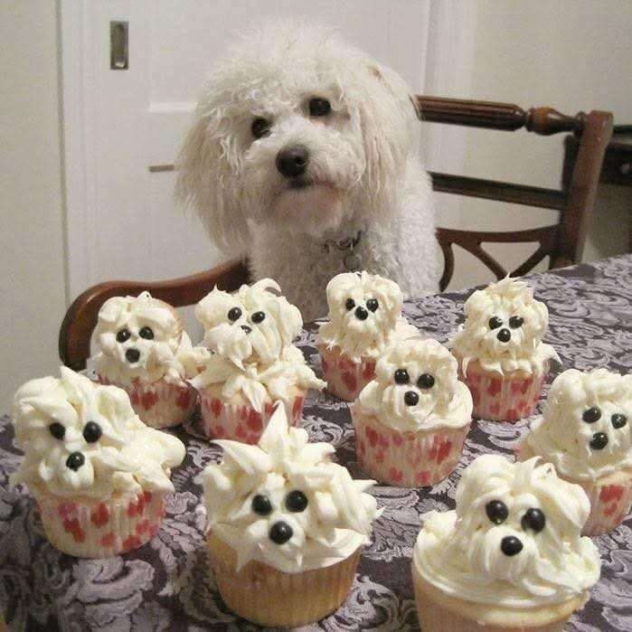 Cachorrinho branco peludinho meio poodle branquinho descabeladinho sentado na cadeira e olhando pra mesa onde tem vários cupcakes que a cobertura tentaram fazer parecer o rostinho do cachorrinho mas ficou ainda mais descabelado