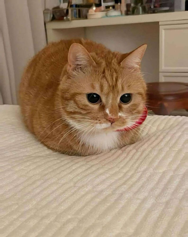Gato laranja gordinho deitado na cama de frente pra foto com as patinhas escondidas em baixo do corpo parecendo um pão caseiro bem douradinho