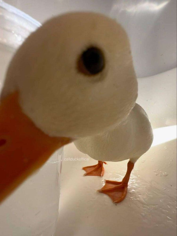 Foto bem de perto do olho de um pato todo branco com o bico e patas amarelas. Parece que ele se esticou até a câmera pra espiar quem tá vendo a foto.