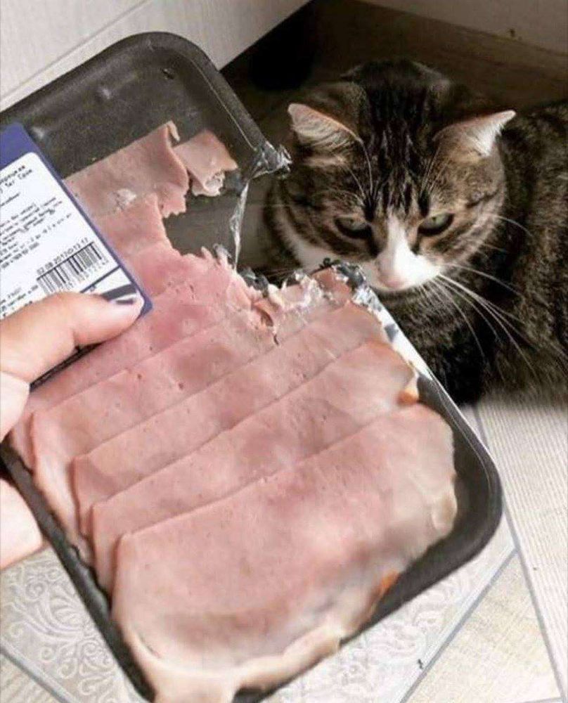 Mão de uma pessoa segurando uma bandeja de isopor cheia de presunto com um mordido do lado que abriu um buraco na bandeja e no presunto, ao fundo deitado no chão com cara de inocente um gato cinza rajado