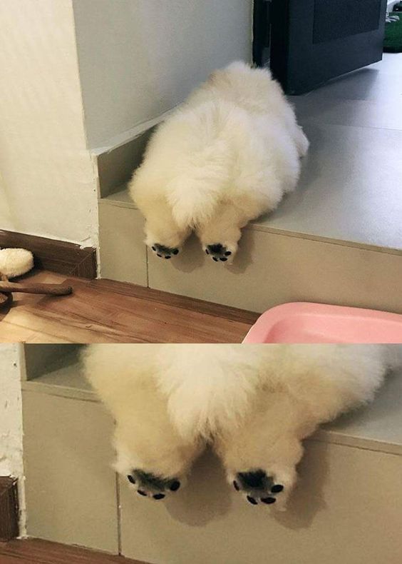 Imagem composta por duas fotos. 1 Cachorrinho da raça lulu da pomerânia branco bem peludinho de costas pra foto deitado sobre um degrau dentro de casa todo fofinho com as patinhas de trás com a sola pretinha penduradas. 2 Zoom nas patinhas fofinhas penduradas com a sola pretinha.
