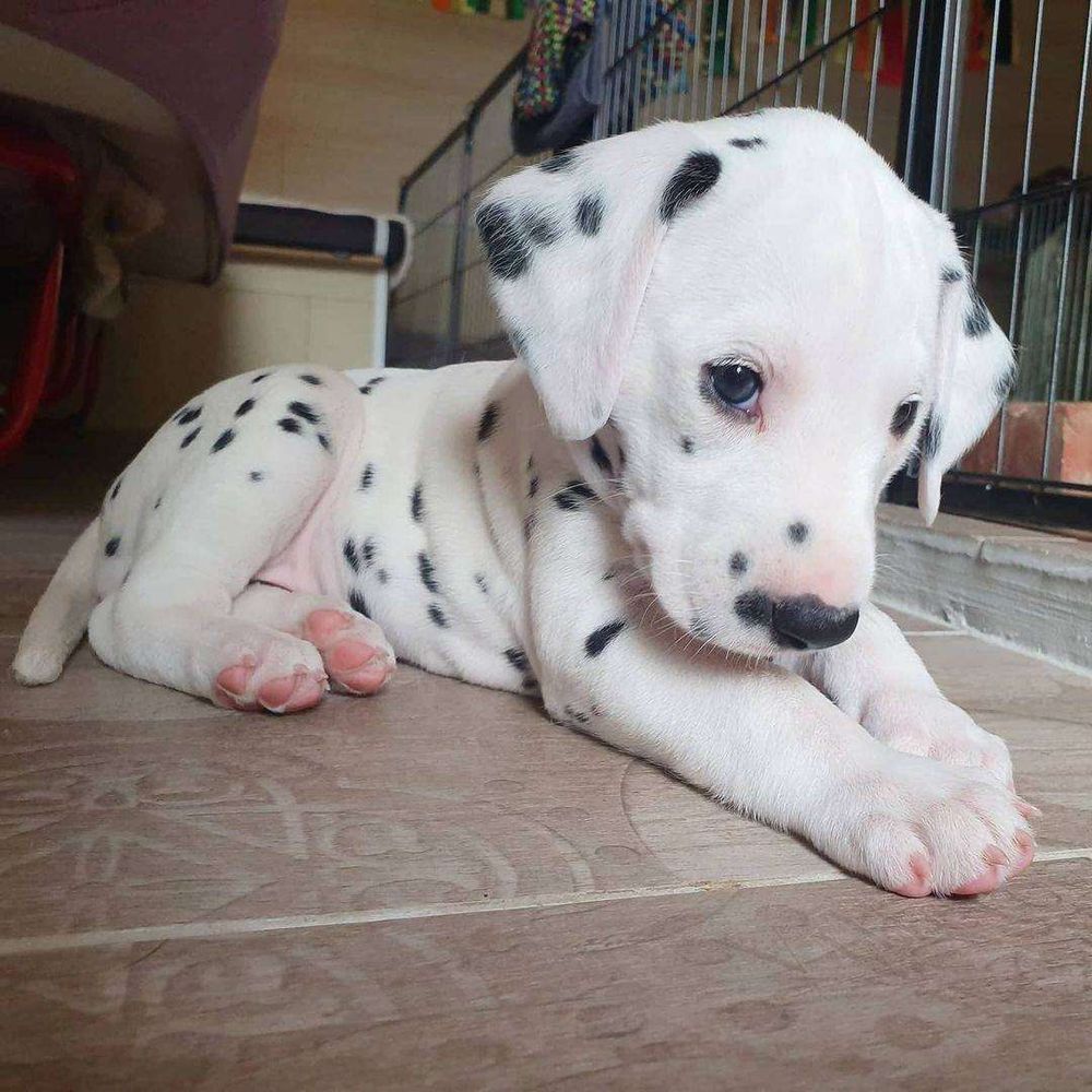 FIlhotinho de cachorro da raça dálmata, uma raça de cachorros branco com pintinhas pretas, deitadinho no chão de frente pra foto com cara de neném