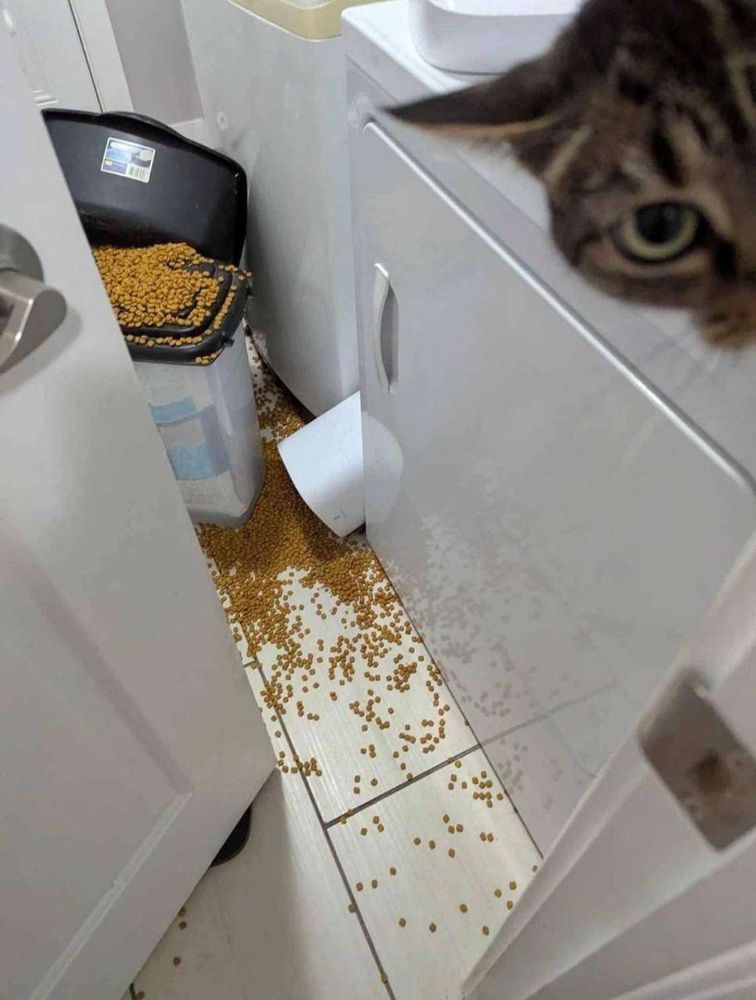 Foto de um pequeno cômodo da casa cheio de ração espalhada pelo chão e ao lado sobre o balcão aprecendo só o pedacinho do rostinho de um gatinho cinza rajado