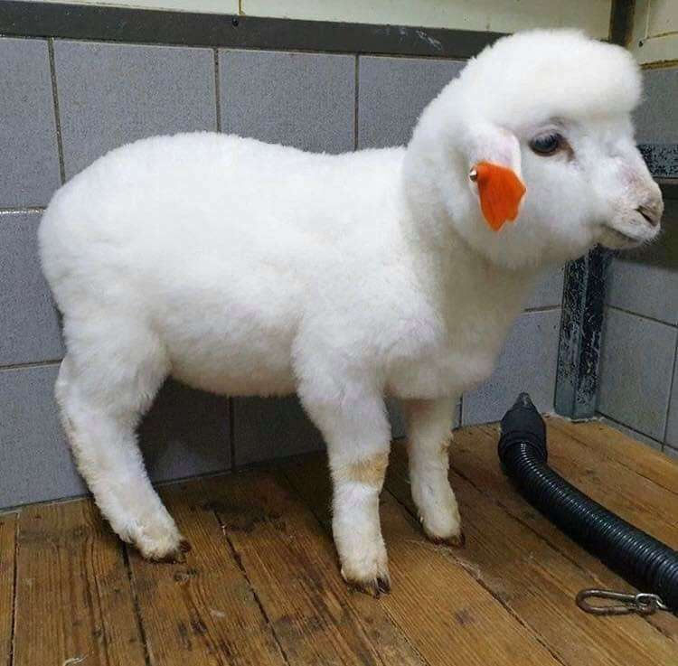 A ovelha agora todo branquinha e fofinha após o banho e ser secada. Ela está extremamente fofinha, parece uma nuvem.