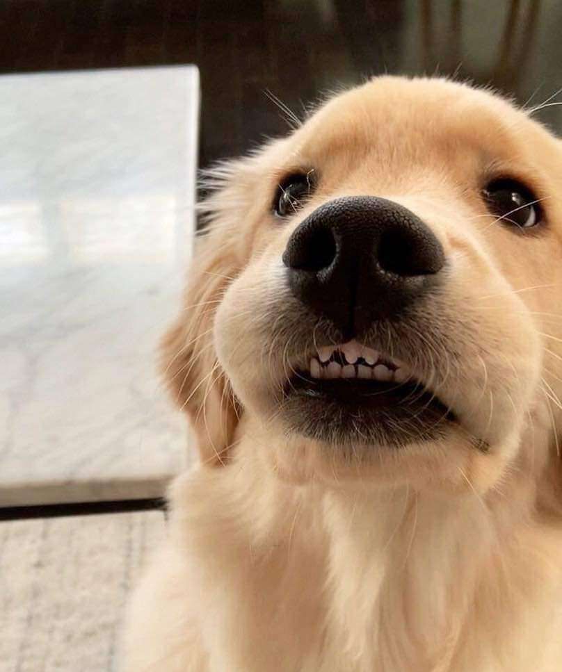 Rostinho de um filhote de cachorro golden retriever com a boquinha entreaberta mostrando os dentinhos como se estivesse aprendendo a sorrir
