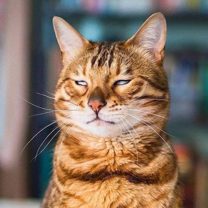 Rostinho entendiado de um gato cinza rajado meio amarronzado lindo parece um gato dourado olhando pra frente revirando os olhos