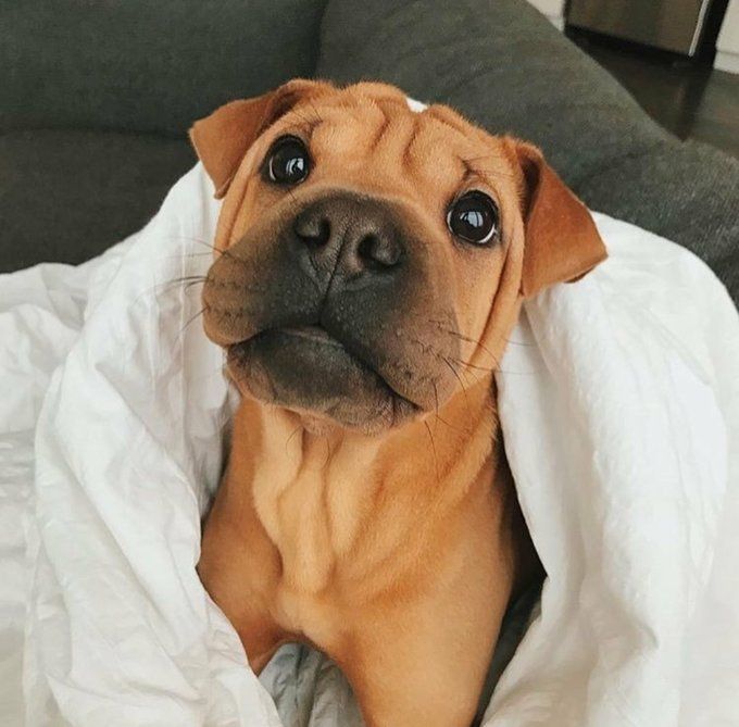 Rostinho de um cachorrinho marrom filhotão enrolado num edredom branco no sofá olhando pra foto com o focinho pretinho, olhinhos pretinhos redondinhos e a testa enrugadinha