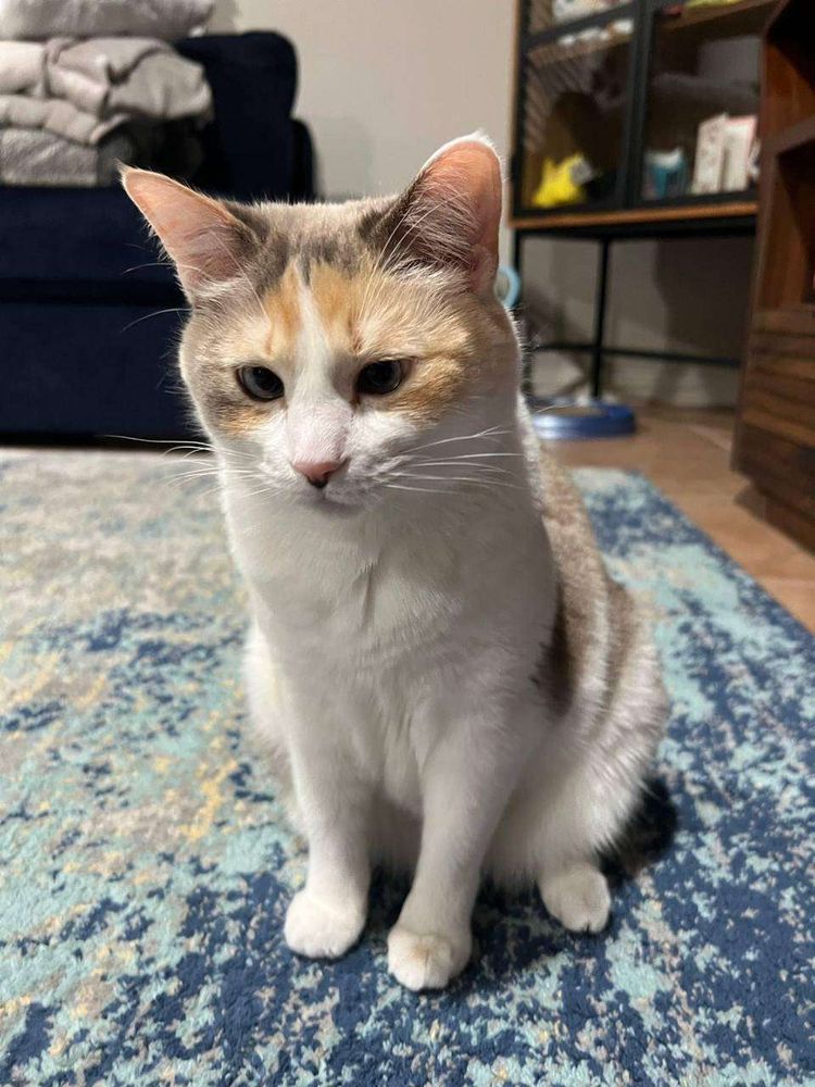 Gatinha tricolor, branca com manchas cinzas e laranjas sentada no tapete da sala de frente pra foto e olhando meio pra baixo com os olhos vesguinhos