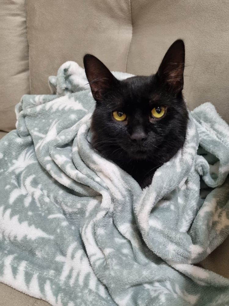 Um lindo gato preto de olhos amarelos deitado no sofá todo enroladinho num cobertor cinza apenas com a cabeça de fora olhando de lado.
