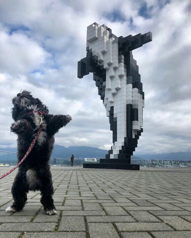 Cachorro peludinho preto e branco de pé nas patas traseiras com as patinhas da frente para os lados e a cabeça virada pra cima e ao fundo uam estátua feita de blocos toda quadriculada de uma baleia orca na posição como se estivesse saltando pra fora do mar, mais ou mesmo a mesma posição do cachorro