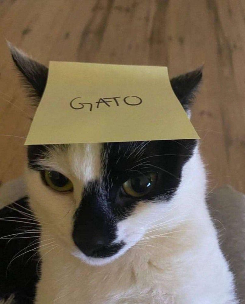 Rostinho de um gato branco com manchas pretas olhando pra foto com um post it amarelo na cabeça escrito gato
