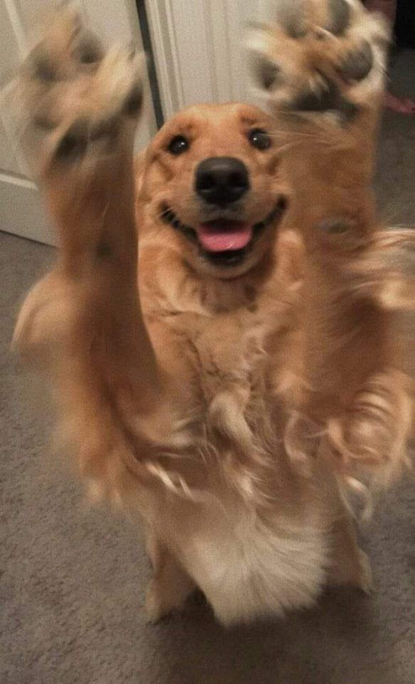 Lindo cachorro da raça golden retriever sorridente de pé nas patas traseiras de frente pra foto com as patas da frente pra cima todo alegre