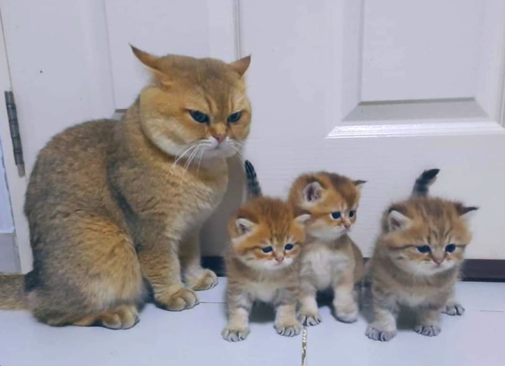 Gata laranja e cinza sentada com cara de mau humorada e a sua frente três gatinhos filhotes da mesma cor dela bem nenezinhos