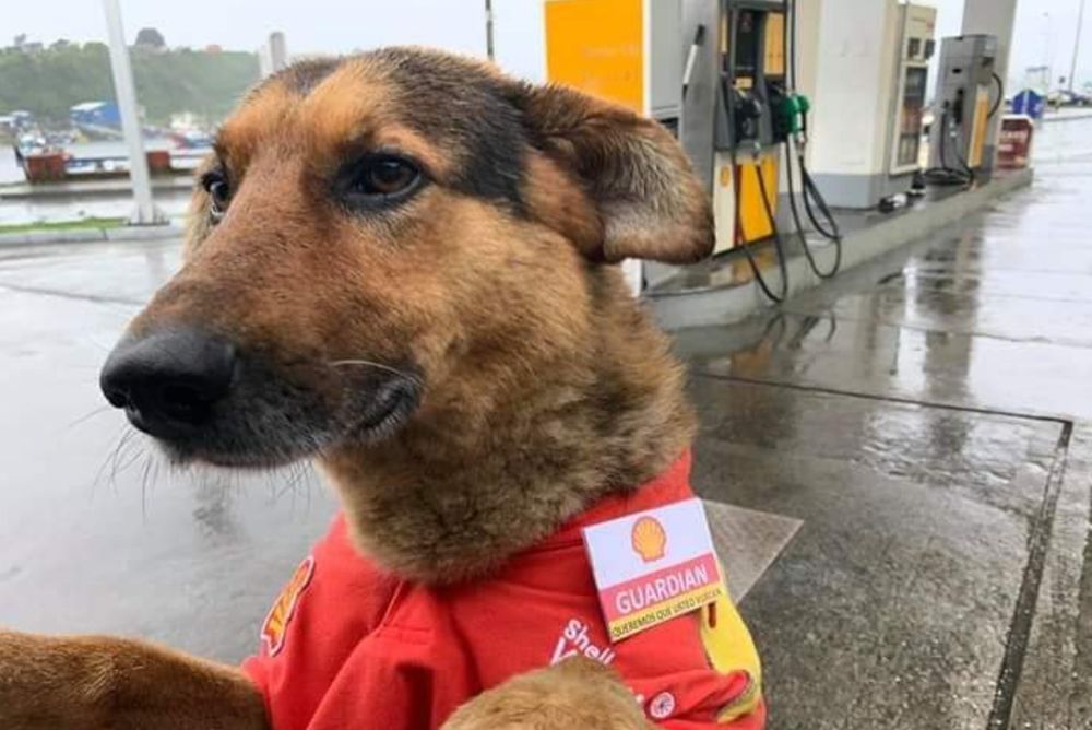 Cachorro vira lata caramelo com preto usando o uniforme do posto de gasolina que ele foi adotado e mora