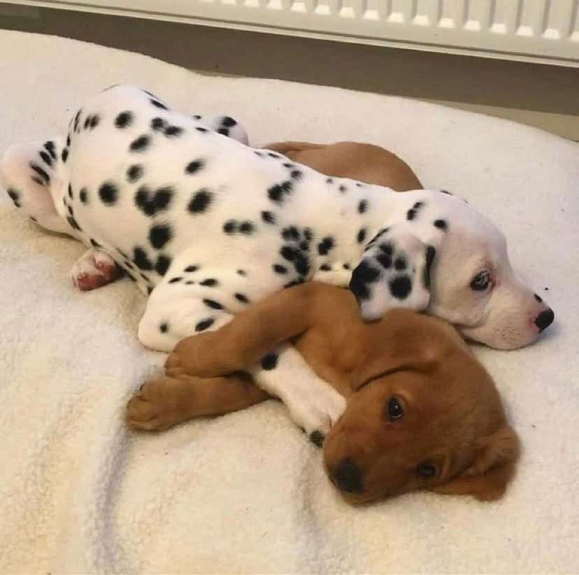 Filhote de cachorro caramelo deitado de lado sobre a cama e junto com ele um filhote de cachorro da raça dálmata, uma raça de cachorro branca com pintinhas pretas, deitado ao lado encostadinho e com a cabeça por cima dele