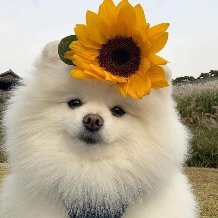 Foto bem de pertinho do rostinho levemente sorridente de um cachorro da raça lulu da pomerânia peludinho branquinho com um girassol sobre a cabeça