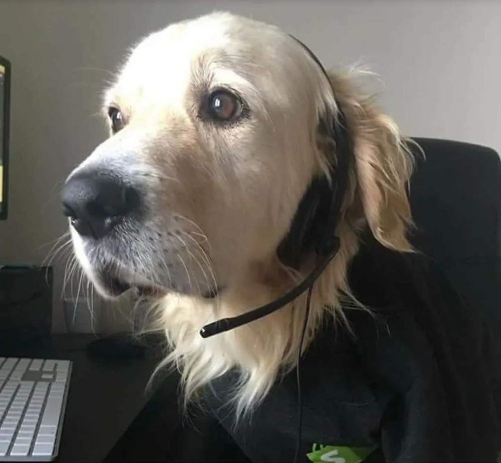 Cachorro da raça golden retriever usando uma camisetinha preta olhando de lado sentado na frente de um computador com um headset de telemarketing na cabeça