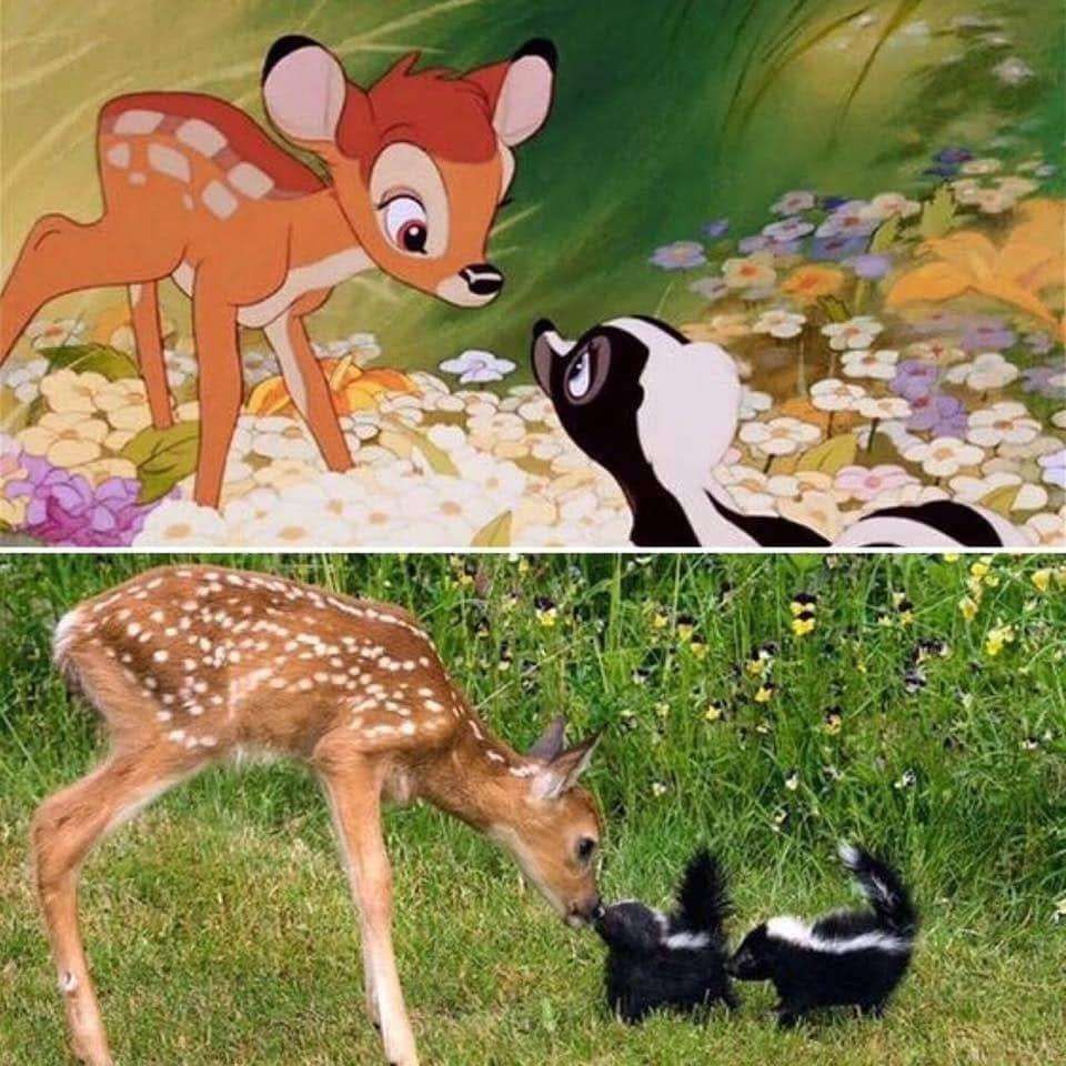 imagem composta por duas fotos, a primeira é uma cena do filme bambi com o bambi encontrando um gambá e a segunda foto é um veado igual ao bambi encontrando dois gambás na vida real