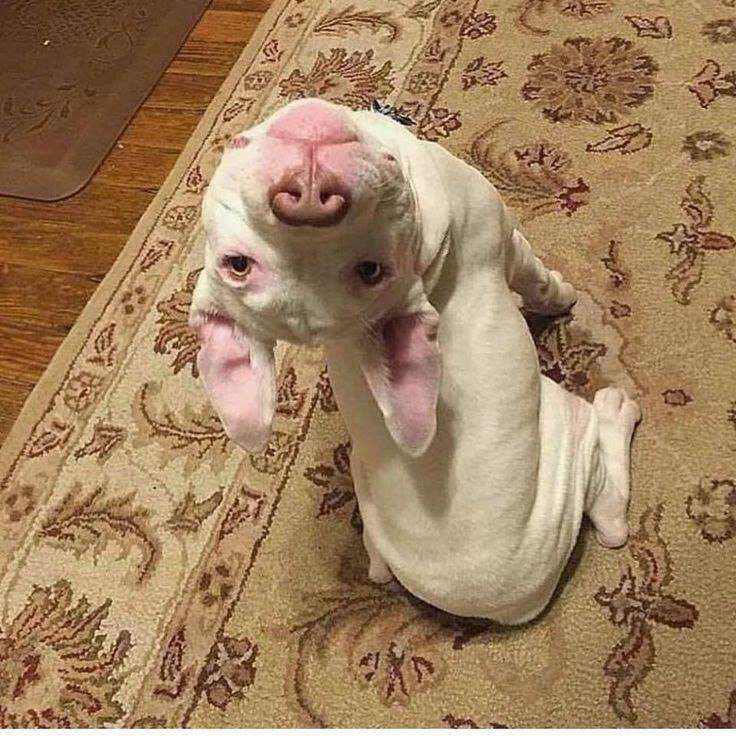 Cachorro da raça pitbul sentado num tapete dentro de casa de costas pra foto com a cabeça virada pra trás de ponta cabeça pra olhar pra foto