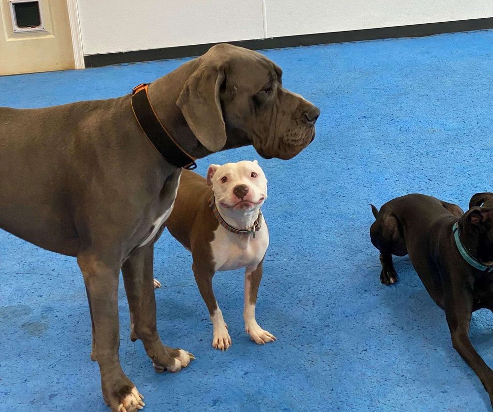 Cachorro da raça pitbull marrom e branco parado de frente pra foto olhando pra cima com carinha de bobô como se estivesse encantado olhando pro rostinho de um dogue alemão cinza enorme parado à sua frente. Ao lado deles um cachorro preto de porte médio deitado no chão azul de uma sala.