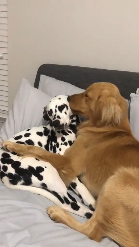 Cachorro da raça dálmata branco com pintas pretas e cachorro da raça golden retriever deitado agarradinhos um de frente pro outro na cama e o golden está lambendo a cabeça do dálmata