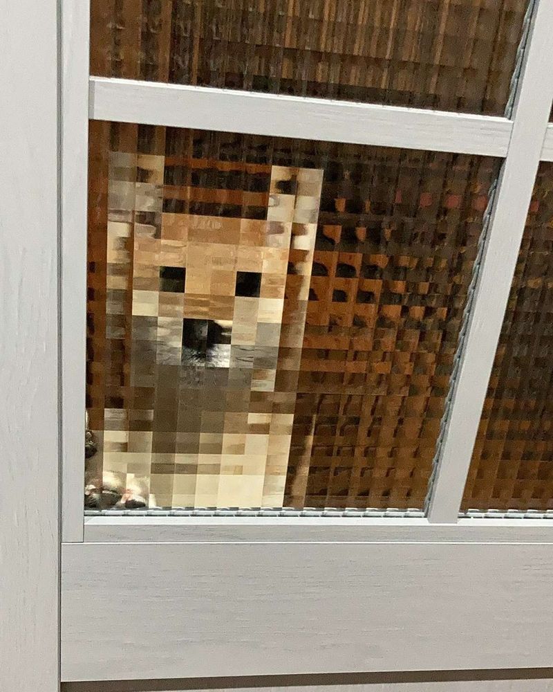 cachorro da raça shiba inu atrás de uma porta de vidro texturizada fazendo parecer que ele está pixelado, com baixa resolução
