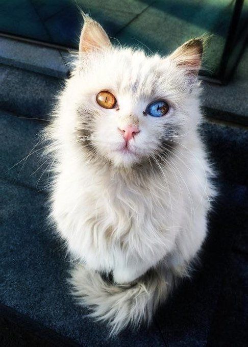 Foto de cima pra aixo de um gato branco com manchas cinzas peludinho lindo e perfito olhando pra cima pra foto com um olho amarelo e outro azul